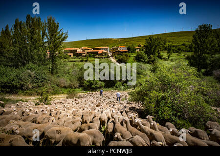 Paths of transhumance with the last people who dedicate themselves to this work in Spain through the region of Soria. Stock Photo