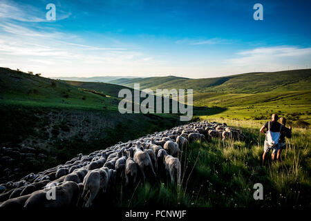 Paths of transhumance with the last people who dedicate themselves to this work in Spain through the region of Soria. Stock Photo