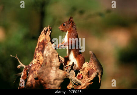 Red Squirrel - Sciurus vulgaris Ecureuil roux Stock Photo