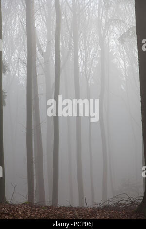 Germany, forest in the morning mist Stock Photo