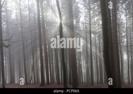 Germany, sun breaking through fog in wintry forest Stock Photo