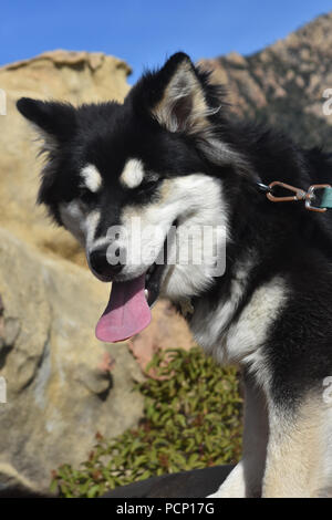 Beautiful siberian husky playing outside Stock Photo