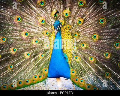 Colorful peacock and its wonderful tail. Stock Photo