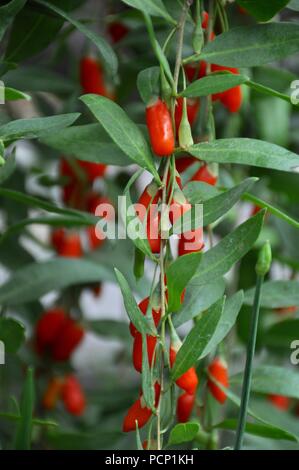 Goji berry plant Stock Photo