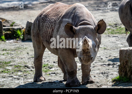 Young eastern black rhinoceros, (Diceros bicornis michaeli) Stock Photo
