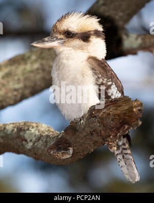 Kookaburras are terrestrial tree kingfishers of the genus Dacelo native to Australia and New Guinea. Stock Photo