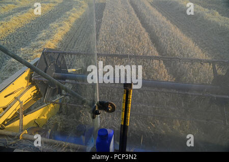 farmers eye view of cutter bar and reel threshing barley on combine harvester in field ellerton yorkshire united kingdom Stock Photo