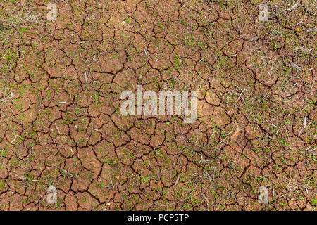 Dry cracked soil with green sprouts background texture Stock Photo
