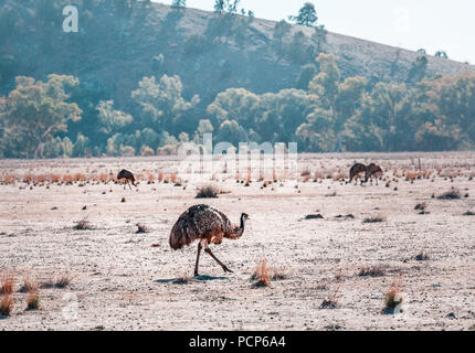 Emu is the second largest bird by height Stock Photo