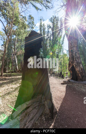 Sun shining through burned eucalyptus tree trunk in a forest Stock Photo