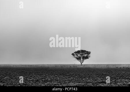 Lone tree in the desert in morning fog in South Australia Stock Photo