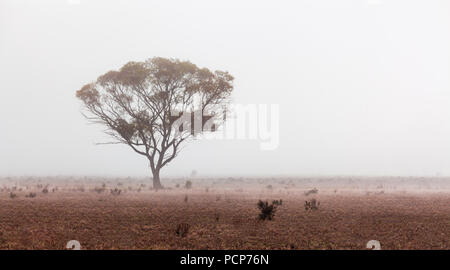 Beautiful eucalyptus tree protruding through morning fog in Australian desert Stock Photo
