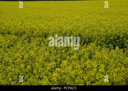 Field full of blooming yellow canola flowers Stock Photo