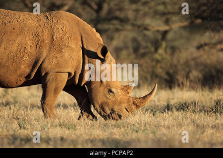 A white rhinoceros (Ceratotherium simum) grazing in natural habitat, South Africa Stock Photo