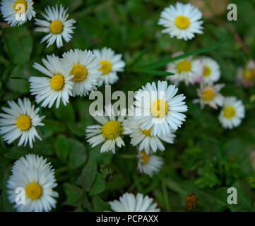 Daisy blooming flowers in grass field, spring time Stock Photo