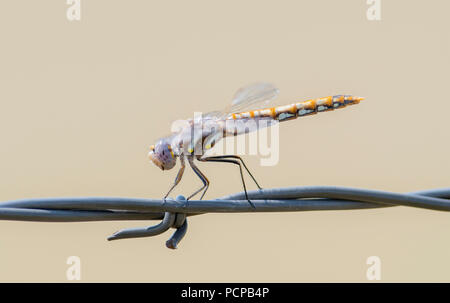 Variegated Meadowhawk Dragonfly (Sympetrum corruptum) Resting on Barbed Wire on the Pawnee National Grasslands Stock Photo