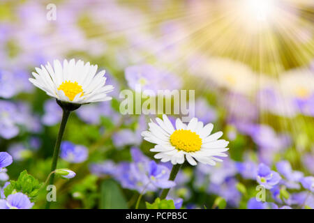meadow with blooming daisies and sunbeams Stock Photo