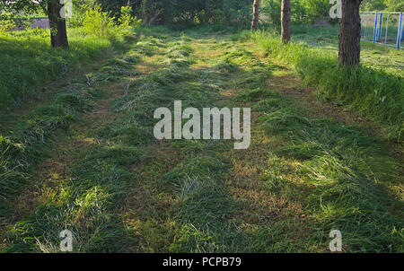 Freshly mowed grass in park with tree trunks around Stock Photo