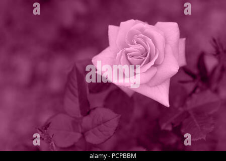 Purple color on rose Stock Photo