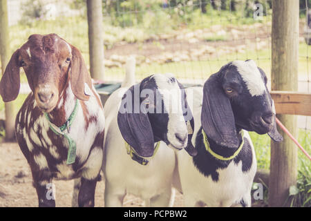 Spotted Boer Goat kids with lop ears in retro setting frolick in the field Stock Photo