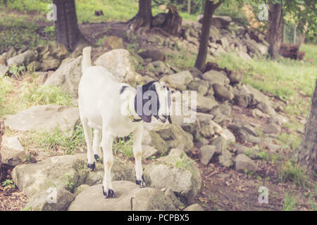 Spotted Boer Goat kids with lop ears in retro setting frolick in the field Stock Photo