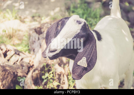 Spotted Boer Goat kids with lop ears in retro setting frolick in the field Stock Photo