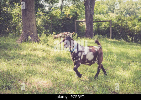 Spotted Boer Goat kids with lop ears in retro setting frolick in the field Stock Photo