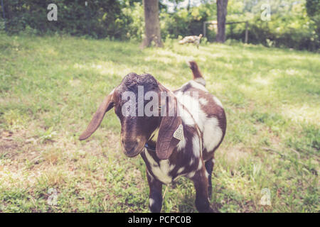 Spotted Boer Goat kids with lop ears in retro setting frolick in the field Stock Photo