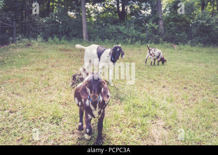 Spotted Boer Goat kids with lop ears in retro setting frolick in the field Stock Photo