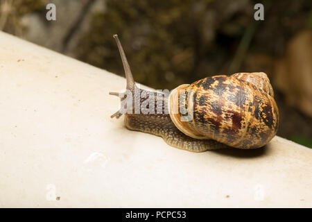 A garden snail, Helix aspersa/Cornu aspersum, crawling around an old outbuilding in a back garden in Lancashire North West England UK GB photographed  Stock Photo