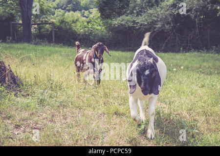 Spotted Boer Goat kids with lop ears in retro setting frolick in the field Stock Photo