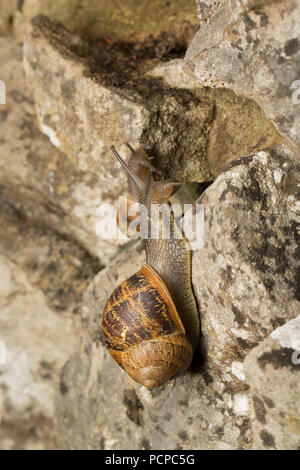 A garden snail, Helix aspersa/Cornu aspersum crawling on a rockery in a garden in Lancashire, North West England UK GB photographed at night. It is ed Stock Photo