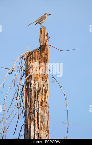 Northern mockingbird (Mimus polyglottos), Ocala National Forest,  Florida Stock Photo