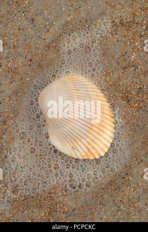 Shell on beach, Anastasia State Park,  Florida Stock Photo