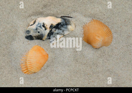 Shell on beach, Anastasia State Park,  Florida Stock Photo