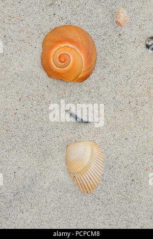 Shell on beach, Anastasia State Park,  Florida Stock Photo