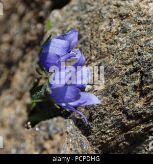 Alpine flower campanula cenisia (Mont Cenis Bellflower) on rocks, Aosta valley Italy. Selective focus. Stock Photo