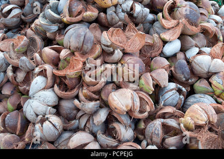Thailand - Koh Samui - Coconut shells emptied for oil (Cocos nucifera) Stock Photo