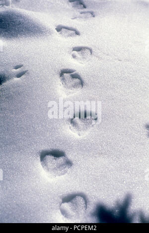 Mallard - tracks in the snow - Anas platyrhynchos Colvert - Traces de pattes dans la neige Stock Photo