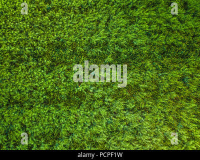 Top view of Natural green grass texture, Aerial view of park Stock Photo