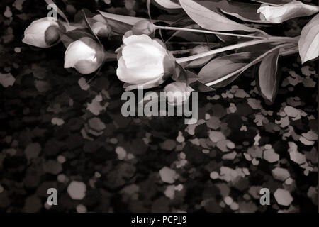 Beautiful pink flowers and buds of peonies surrounded by green leaves on a black background. Black and white image. Stock Photo