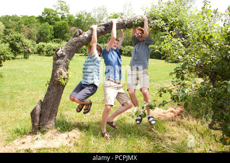 Three ginger haired brothers play and horse around hanging off a tree limb Stock Photo