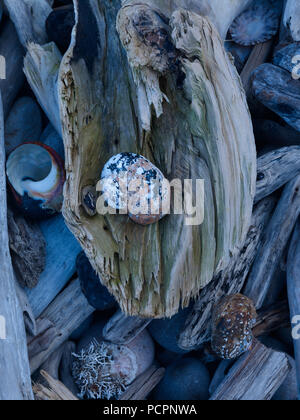 Coloured shells on driftwood in the tsitsikamma national park, garden route, south africa Stock Photo
