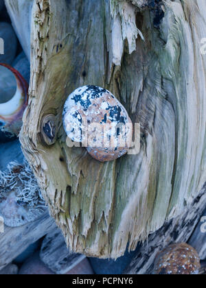 Coloured shells on driftwood in the tsitsikamma national park, garden route, south africa Stock Photo