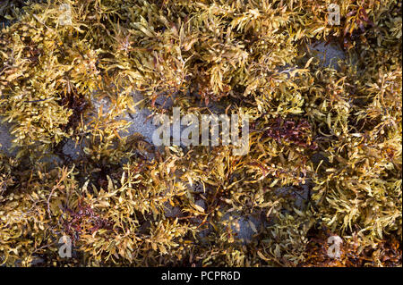 Abstract close-up view of Sargassum seaweed on the beach of a Caribbean Island. Stock Photo