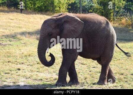 Safari Park Animals Stock Photo