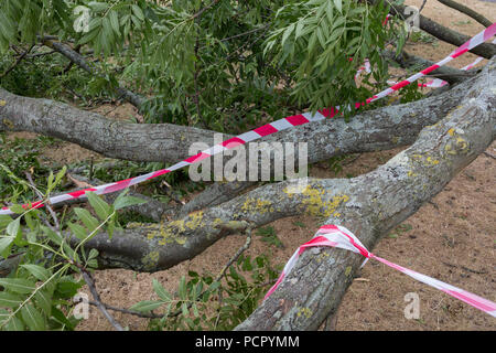 Hazard tape is wrapped around a large branch of a 100 year-old ash tree in full leaf which as detached and fallen during strong overnight winds that followed the UK heatwave which ended over the weekend, on 29th July 2018, in London, England. Stock Photo