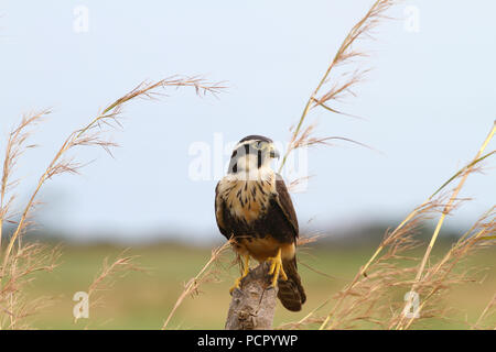 Beautiful Aplomado Falcon perched on a fence post with tall grass around it Stock Photo