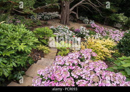 Hydrangea garden, growing under the shade of a Monterey Cyprus tree. Stock Photo