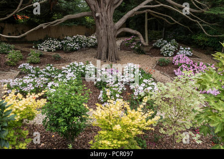 Hydrangea garden, growing under the shade of a Monterey Cyprus tree. Stock Photo